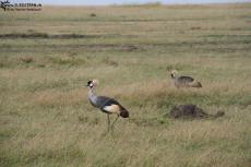 IMG 8527-Kenya, crowned cranes seen in Masai Mara